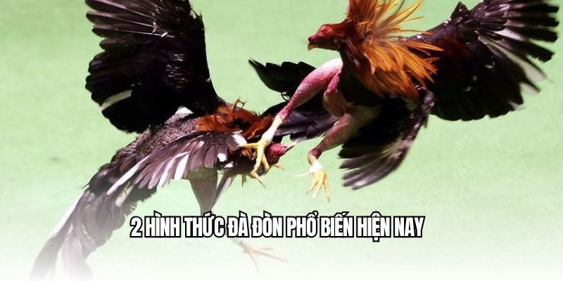 2 hình thức đá gà đòn Thomo phổ biến hiện nay