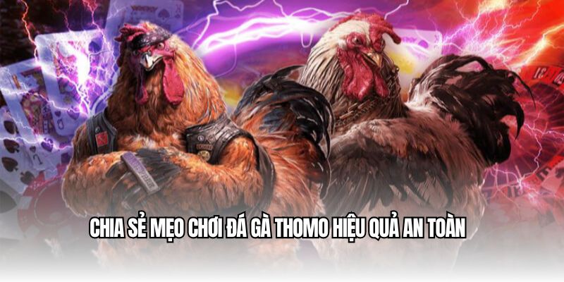 Chia sẻ mẹo chơi đá gà Thomo hiệu quả an toàn