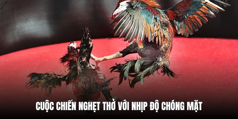 Cuộc chiến nghẹt thở với nhịp độ chóng mặt