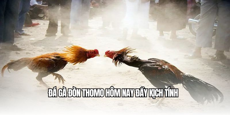 Đá gà đòn Thomo hôm nay đầy kịch tính