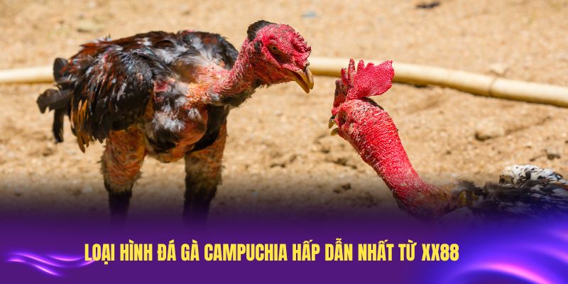 Điểm danh các loại hình đá gà Campuchia hấp dẫn nhất từ XX88