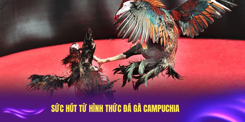 Khám phá sức hút từ hình thức đá gà Campuchia hấp dẫn