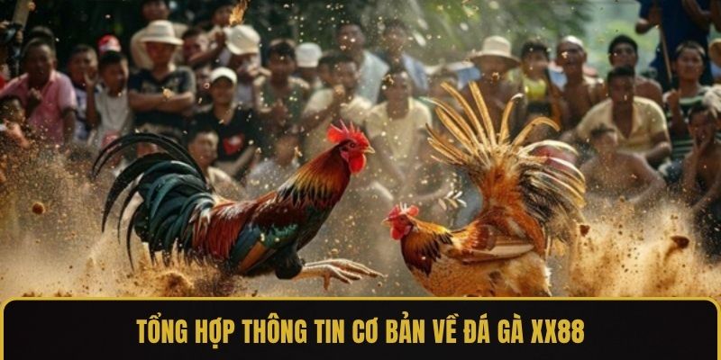 Tổng hợp thông tin cơ bản về đá gà XX88